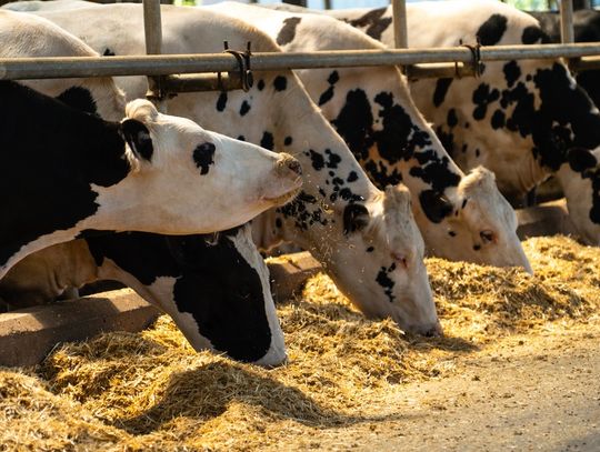 A row of five black and white cows ducking their heads under a bar to eat hay, with one in the foreground lifting its head.