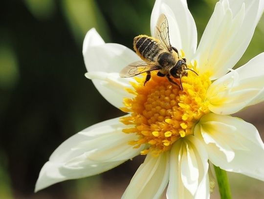 5 Interesting Little-Known Facts About Honeybees