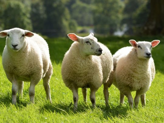 A white sheep with curly wool standing close in a grassy field with other sheep and a cloudy sky behind it.