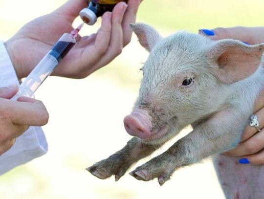 5 Signs of Sick Farm Animals You Must Know