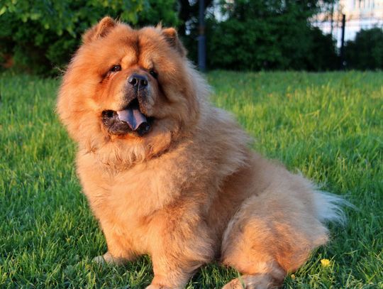 5 Ways a Well-Landscape Yard Can Keep Your Dog Healthy in Mississippi 