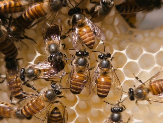 6 Things To Know About Buying Bees Online