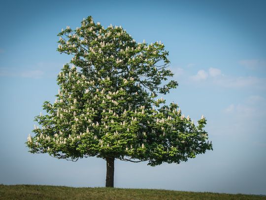 A history of the American chestnut tree and the blight