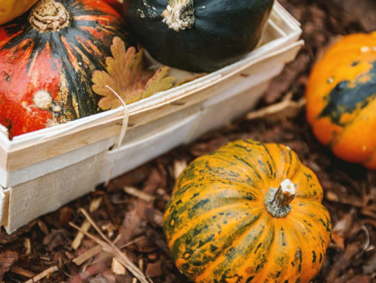 Autumn Yard Maintenance: How to Keep Your Garden Looking Gorgeous