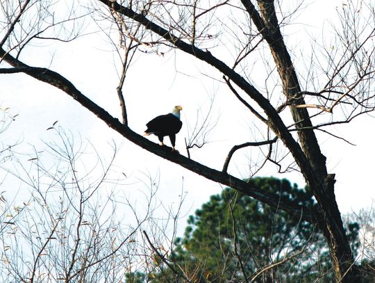 Bald eagles spotted in Walters