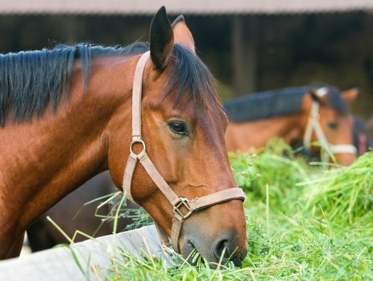 Best Rules To Follow for Feeding Your Horses