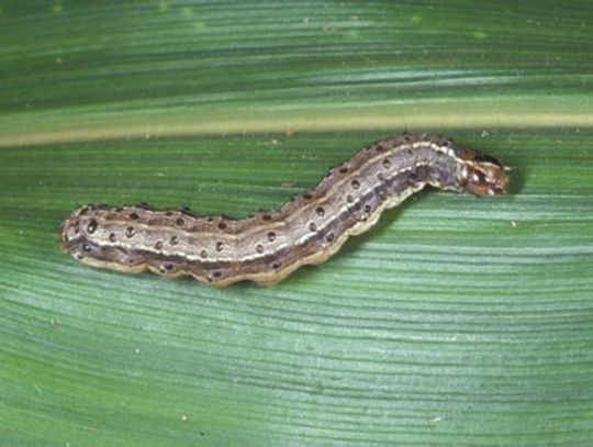 Beware of fall armyworms infestations