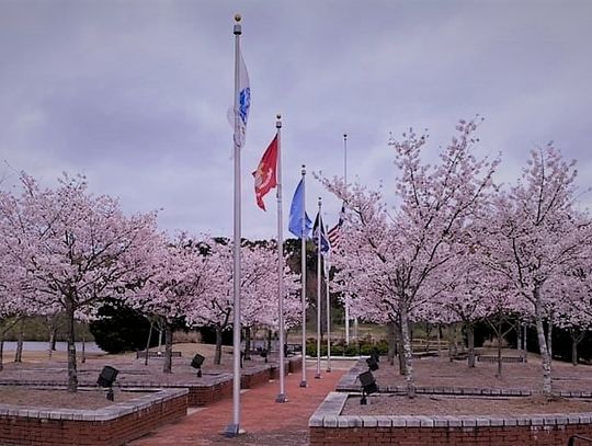 Cherry blossoms in Mississippi? Yep, it's true!