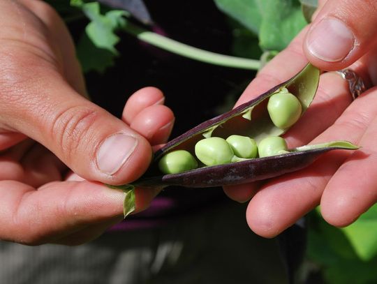 CoffeeTime: “DON’T PLANT PEAS AND EXPECT SPAGHETTI”