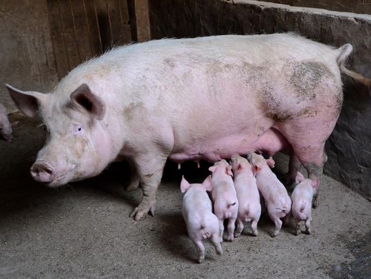 CoffeeTime: “RAISING OUR KIDS AS PIGS”