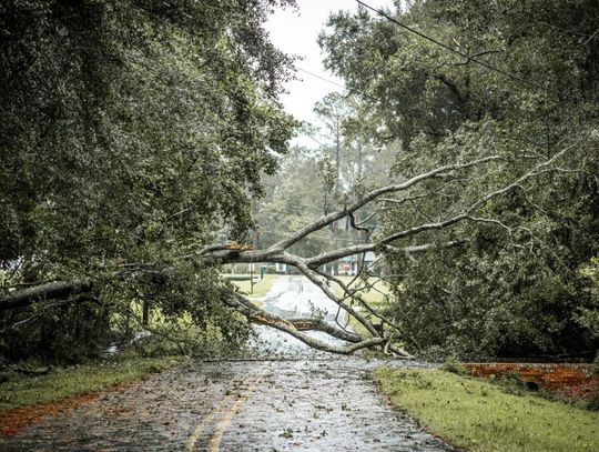 A wide shot of a residential road blocked by a large, fallen tree coming from a wooded area on the roadside.