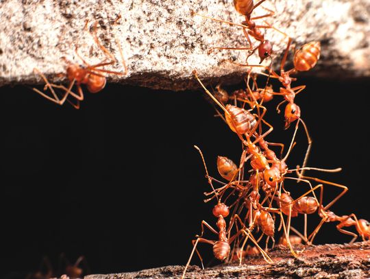Controlling fire ants can seem never ending