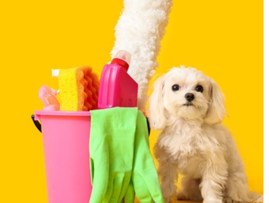 Crooked Creek Animal Hospital feature: Spring cleaning for pets