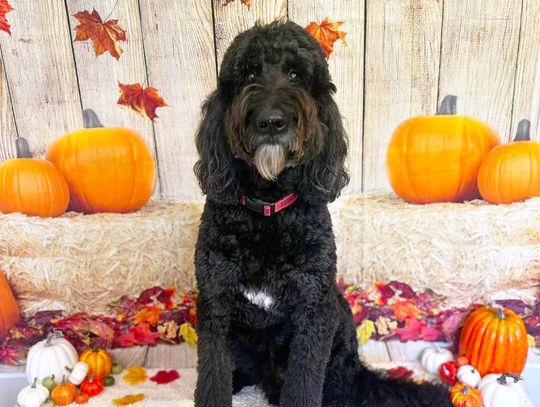 Crooked Creek holds raffle to support local pup