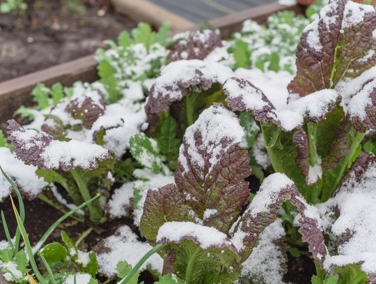 Crops and the effects of cold injury by season