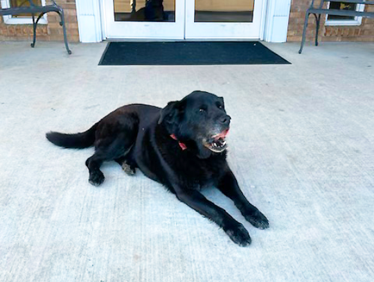 Cross Roads Baptist Church has a special canine greeter