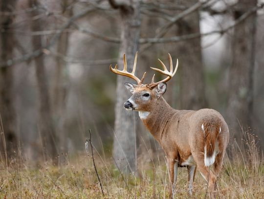 A white-tailed deer with large antlers stands in a grassy area. Bare trees appear blurry behind the deer.
