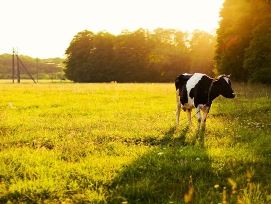 Doug Carter: Christmas and agriculture are tied together