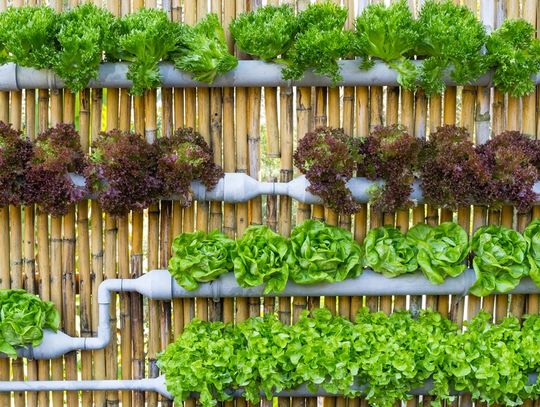 Rows of green and red lettuce grow in gray vertical pipes mounted against a brown bamboo fence outdoors.