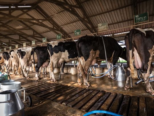 A dozen cows are lines up, each of them are bent over a food trough. The cows are all white with black spots.