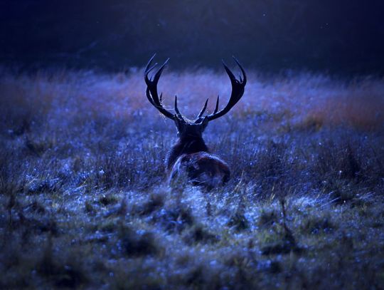 Essential Gear You Need To Go Night Hunting