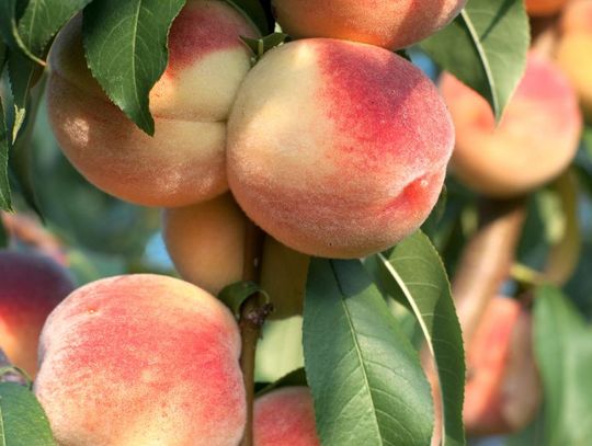 Fascinating Facts You Didn’t Know About Peaches