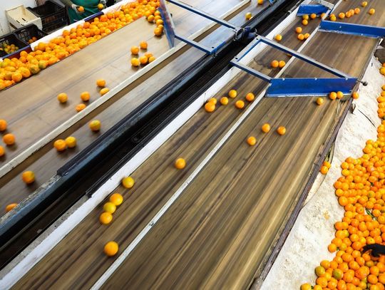 A top view of an industrial fruit sorting system. Oranges get funneled off the conveyor belt to workers, who examine them.
