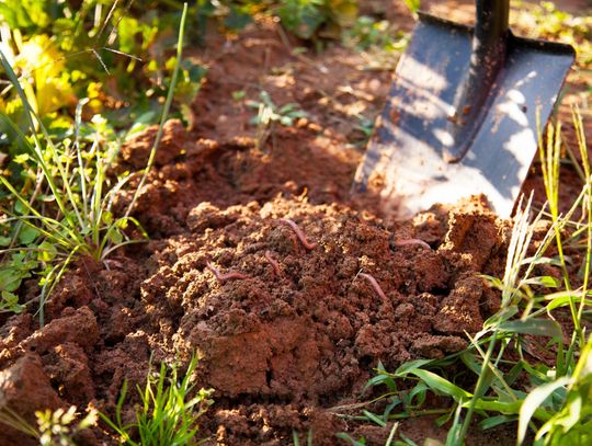 Garden soil: What’s in it and how to improve it