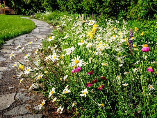 A long, thin stone pathway running alongside flowers in a residential garden on a bright, sunny day.