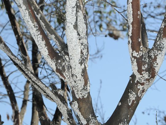 Hardy Crape Myrtles and the new threat of Bark Scale