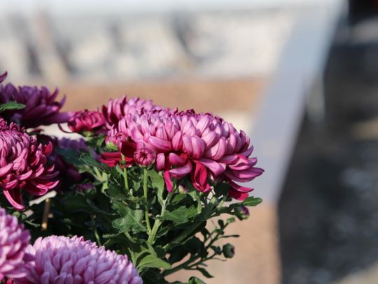 A cluster of pink chrysanthemum flowers blooming beside blurred stone grave markers and a dark vase outdoors.