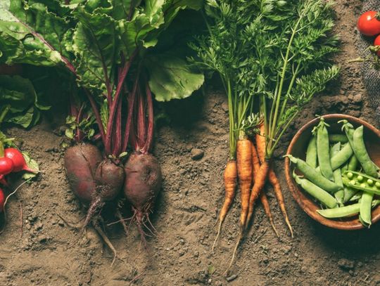 Several vegetables are set in piles next to each other, separated by type. There are placed in dirt.