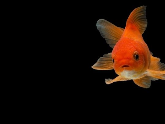 How To Best Care for Your Carnival Goldfish