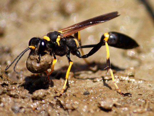 How to get rid of mud daubers