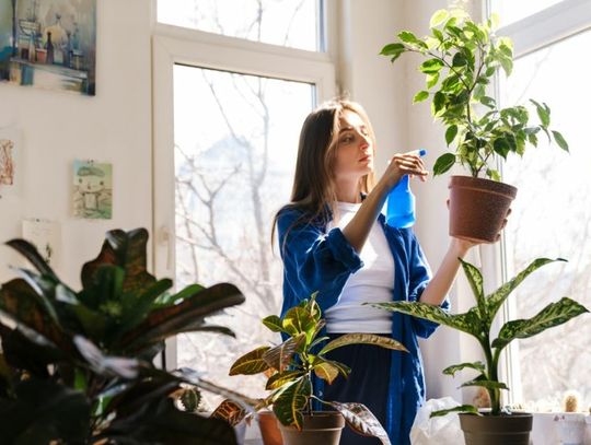 How To Get Your Indoor Plants To Grow Faster