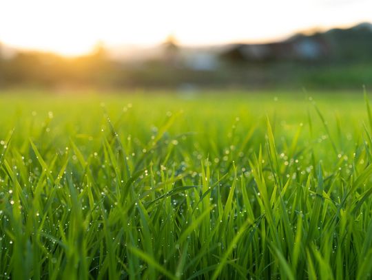 How to have a good home lawn and nature’s air condition