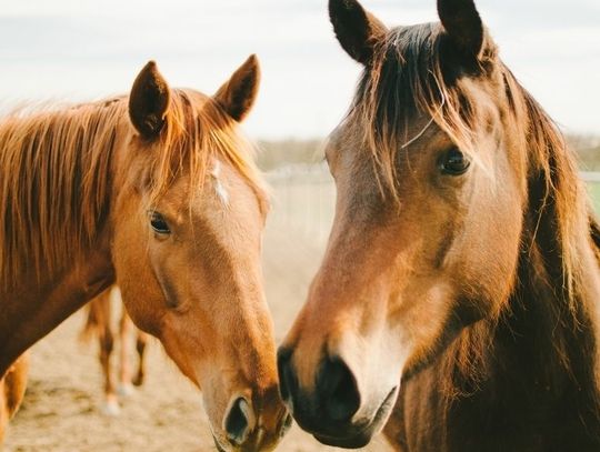 How To Keep Your Horses Happy and Healthy