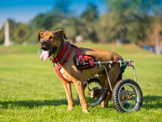 How To Know When Your Dog Needs a Wheelchair