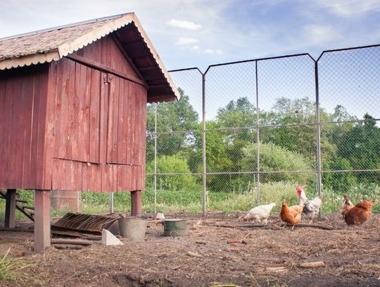 How To Prevent Disease In Chickens