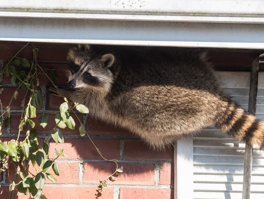 A raccoon holding onto a red brick wall is right under a roof eave. He stands near a shutter and looks at the viewer.