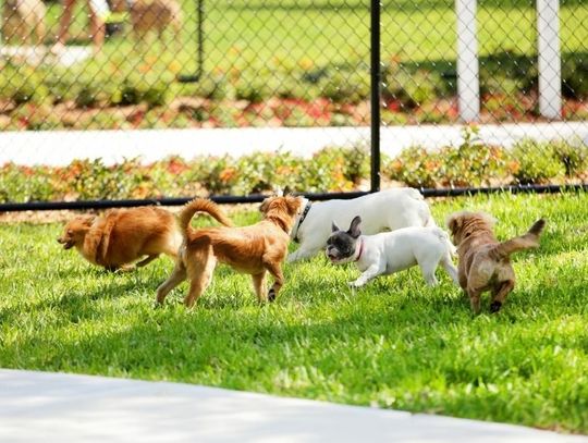 How To Start a Dog Park in Your Neighborhood