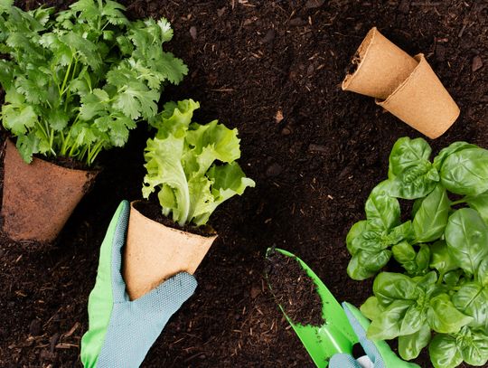 It’s the season to think about garden soil