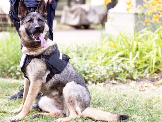 A German shepherd wearing a black harness sitting on grass beside a person in a dark uniform near plants.