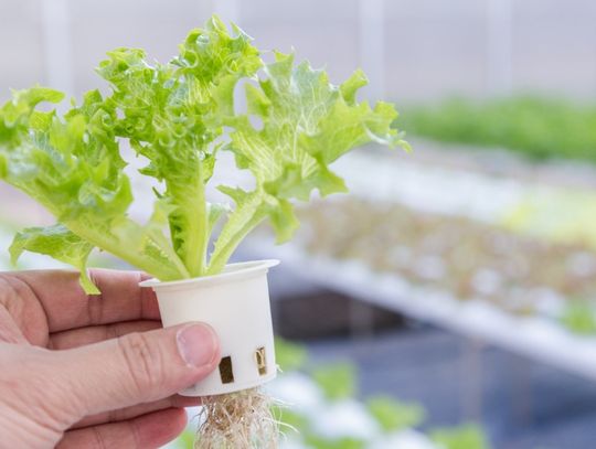 A hand holds a hydroponic lettuce plant in a white net pot, showing leafy green growth and exposed roots below.