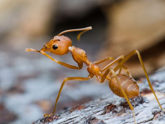 Maintaining your yard with fire ant control