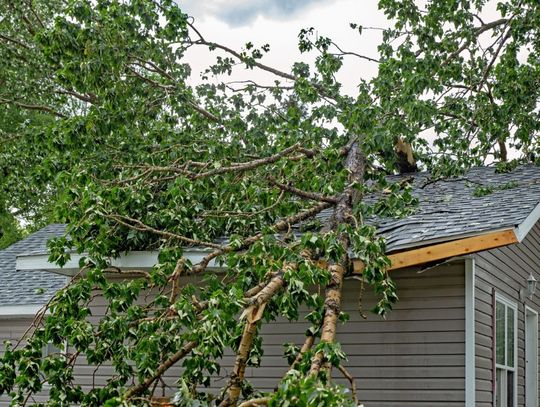 A large fallen tree with green leaves covering the gray shingled roof of a house with light gray siding and white trim.