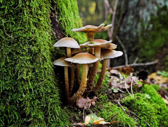 Mushrooms and Their Cultivation Throughout History