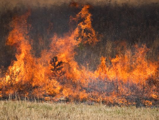 Pastures Benefit from a Timely Prescribed Burn