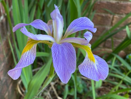 Pelahatchie Petals Garden Club feature: Iris blooms and shows spring’s arrival