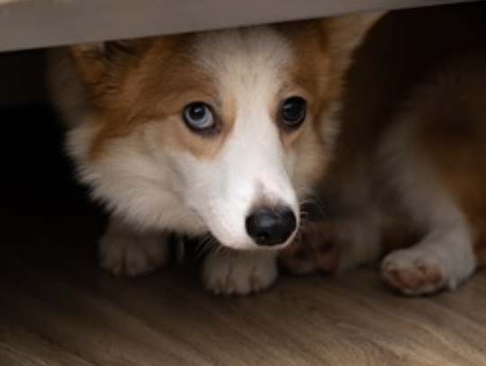 Pet parent awareness:  Helping your pet with thunderstorm  and noise phobia
